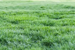 Carpet Grass (Lawn)