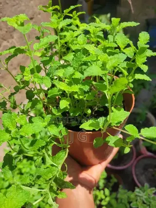 Mint Plant ( All Varieties Available)