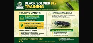 Black Soldier Fly Onsite Training(Hermetia Illucens )