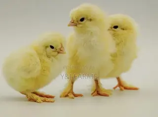 Pure Day Old Brahma