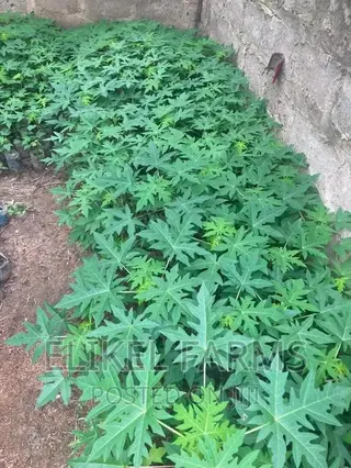 Solo Pawpaw Seedlings