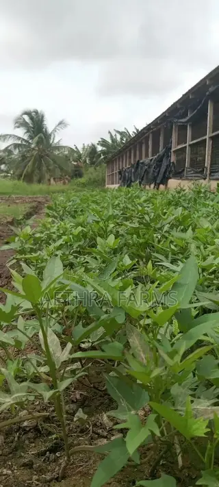 Sweet Potato Vines (Beaurigad Variety),(Cream Fleshed Sweet Potato