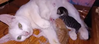 0-1 month Female Mixed Breed Cat