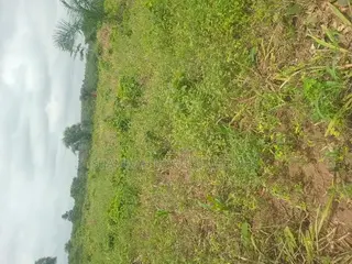 Farm Land for Sale