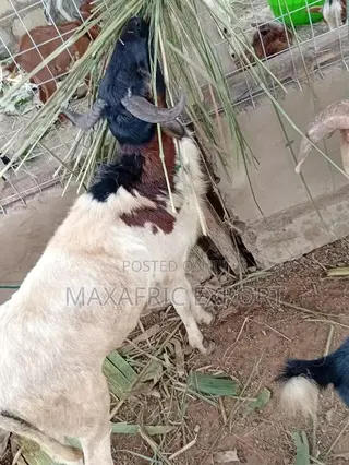 Sheeps for Sale