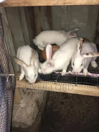 Rabbit for Breeding or Petting