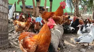 Matured Chickens Fresh From Backyard