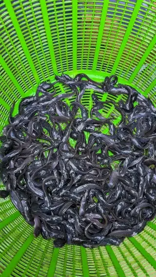 Catfish Fingerlings And Juveniles Available Fast Growing