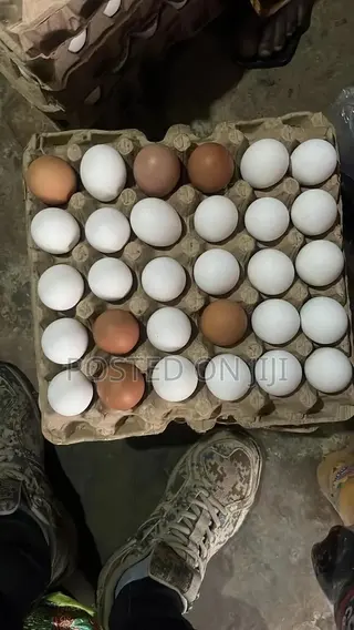 Chicken Eggs