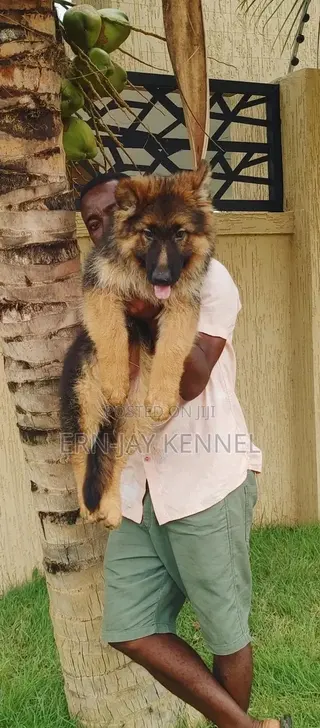 3-6 months Male Purebred German Shepherd