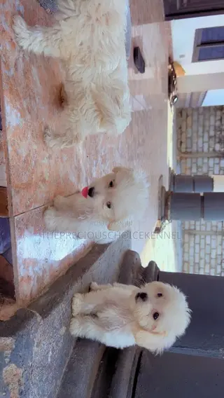 3-6 months Female Purebred Maltese