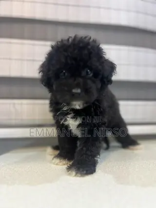 1-3 months Female Purebred Poodle