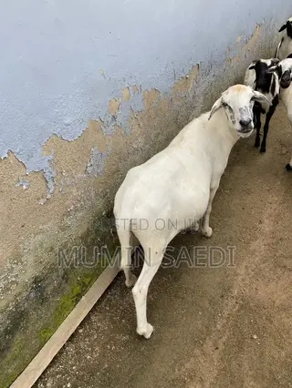 Pregnant Sheep