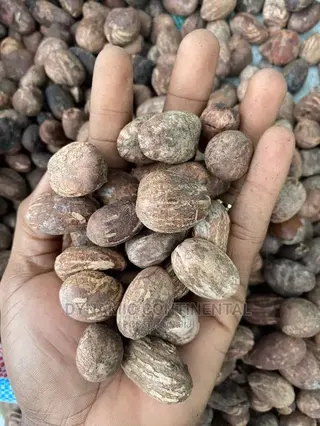 Fresh Shea Nuts