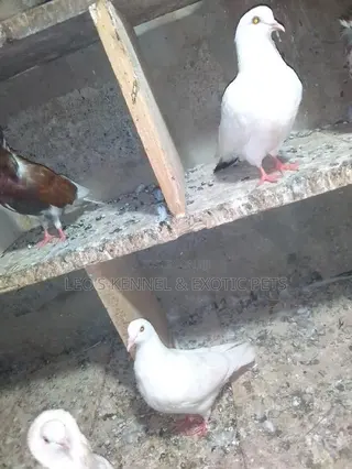 Pure White Pigeons