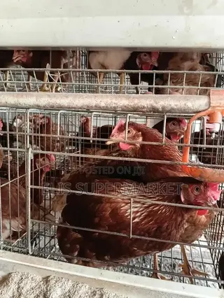 Poultry Hen