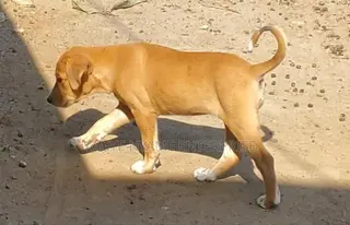 1-3 months Female Mixed Breed Dog