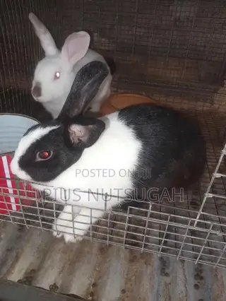 8 Rabbits With Complete Cage