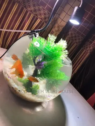 Fish Bowl Aquarium With 3 Fishes