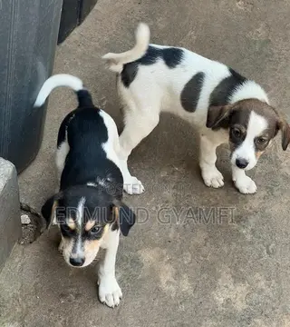 1-3 months Male Mixed Breed Mongrel (No Breed)
