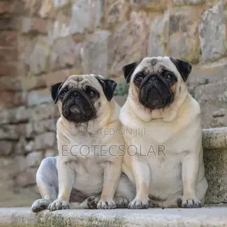 1+ year Male Purebred Pug