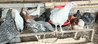 Well Vaccinated Fulani Fowls for Sell