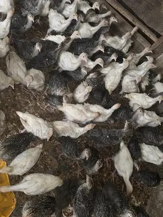 Foreign Turkeys (4months Old) for Sale