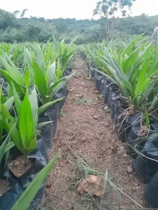 Hybrid Oil Palm Seedlings