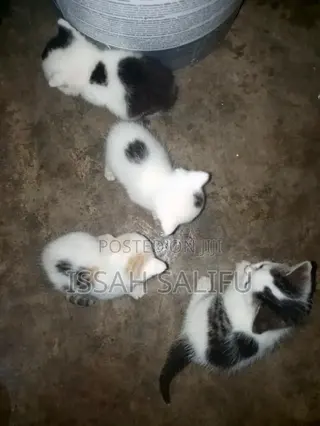 0-1 month Female Mixed Breed Persian