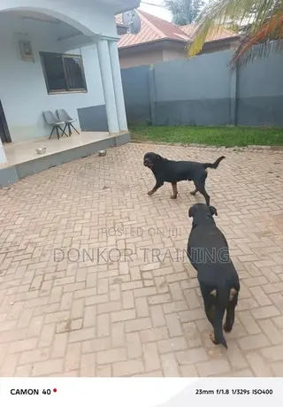 1+ year Male Purebred Rottweiler