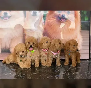1-3 months Female Purebred Poodle