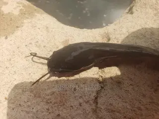 Catfish Juveniles