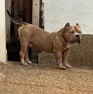 1+ year Male Purebred American Bully