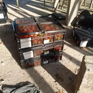 Pure Organic Tomatoes From Farm