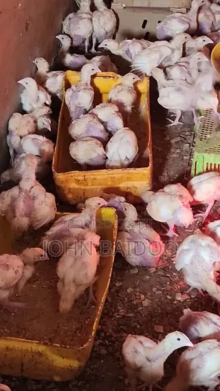 Poultry Farm