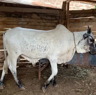A Male Cow For Sell
