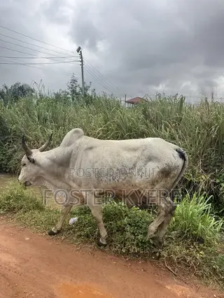 Cows Farming