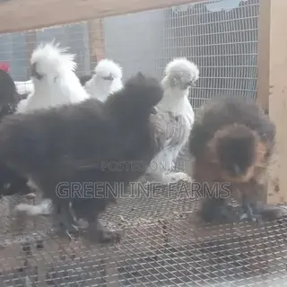 Silkie Chicken