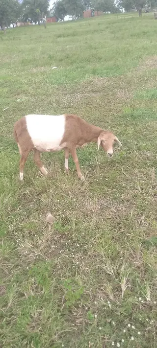 The Sheep Is Very Nice
