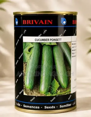 Cucumber Pointsett
