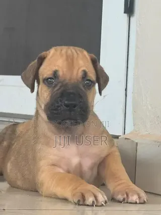1-3 months Male Purebred Boerboel
