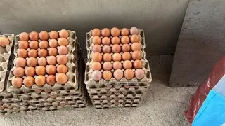Quality Eggs