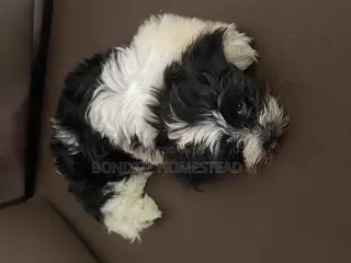 3-6 months Male Purebred Shih Tzu