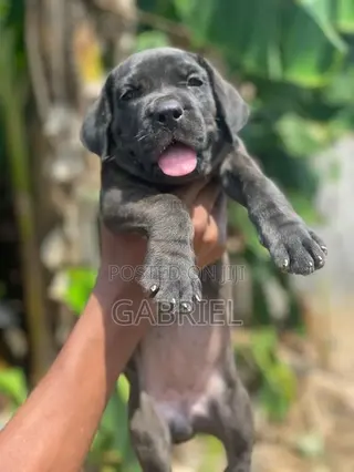 1-3 months Female Purebred Cane Corso