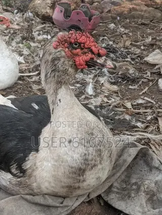 A Matured Huge Duck for Sale