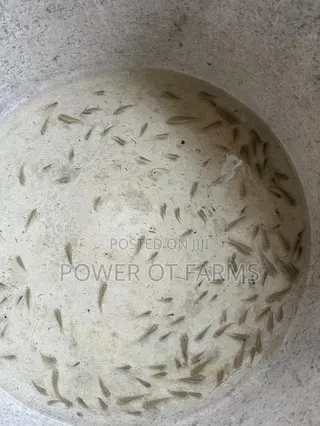 Tilapia Fingerlings