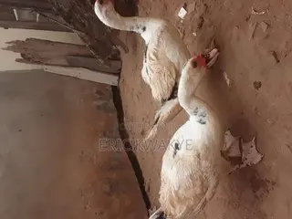 Male Muscovy Ducks