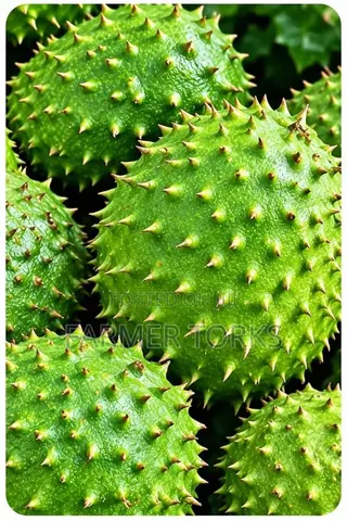 Soursop Friut
