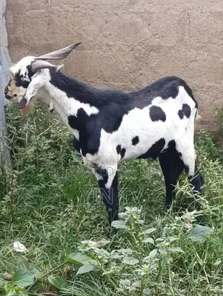 Male Goat for Sale