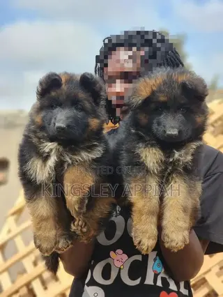 1-3 months Male Purebred German Shepherd